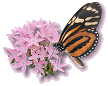 monarchbutterfly.gif